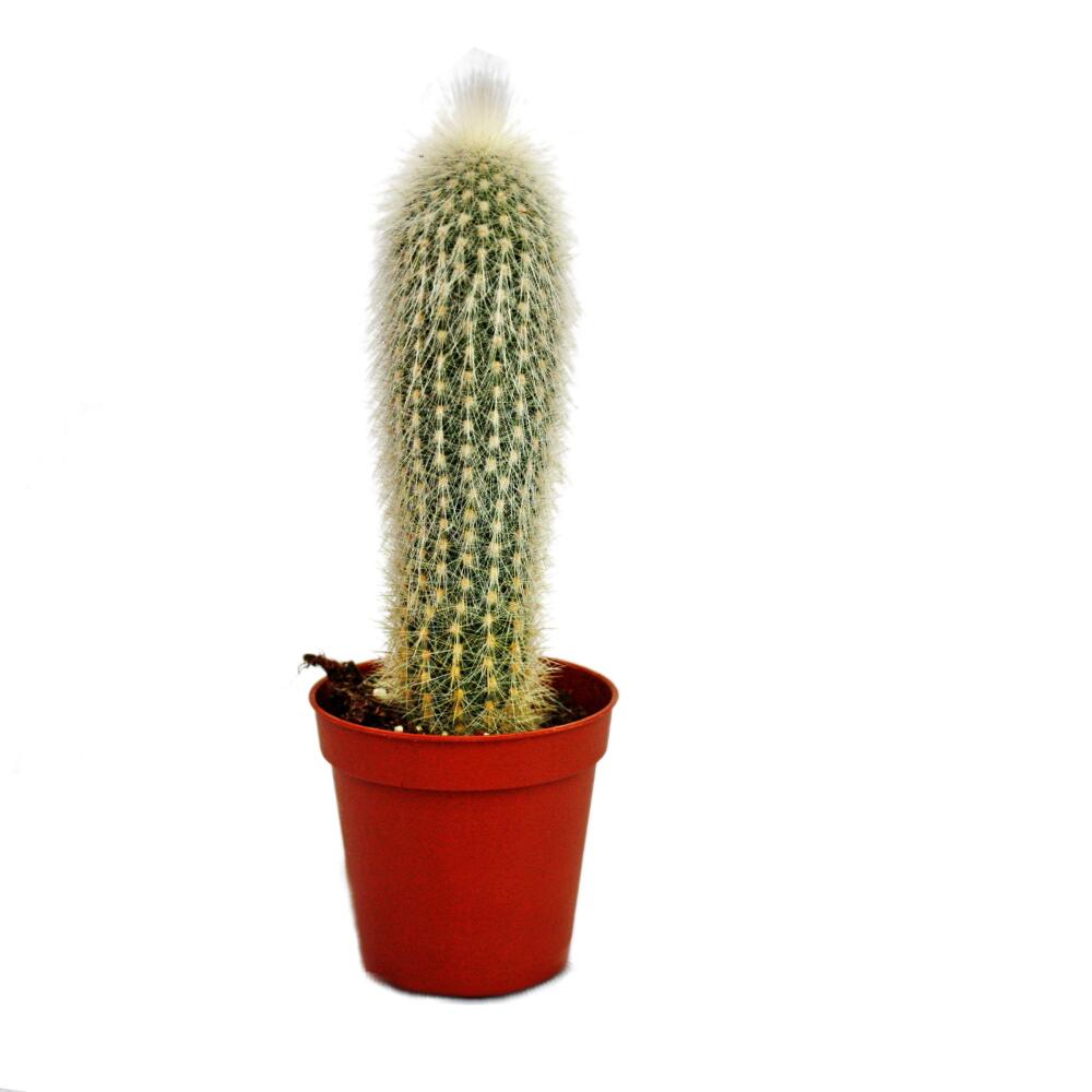 Cleistocactus strausii – original shop view 1
