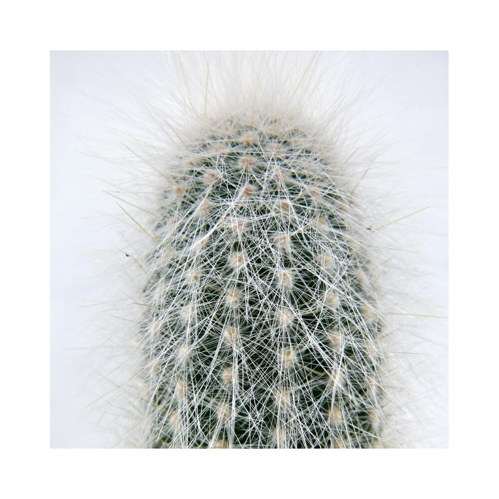 Cleistocactus strausii – original shop view 2