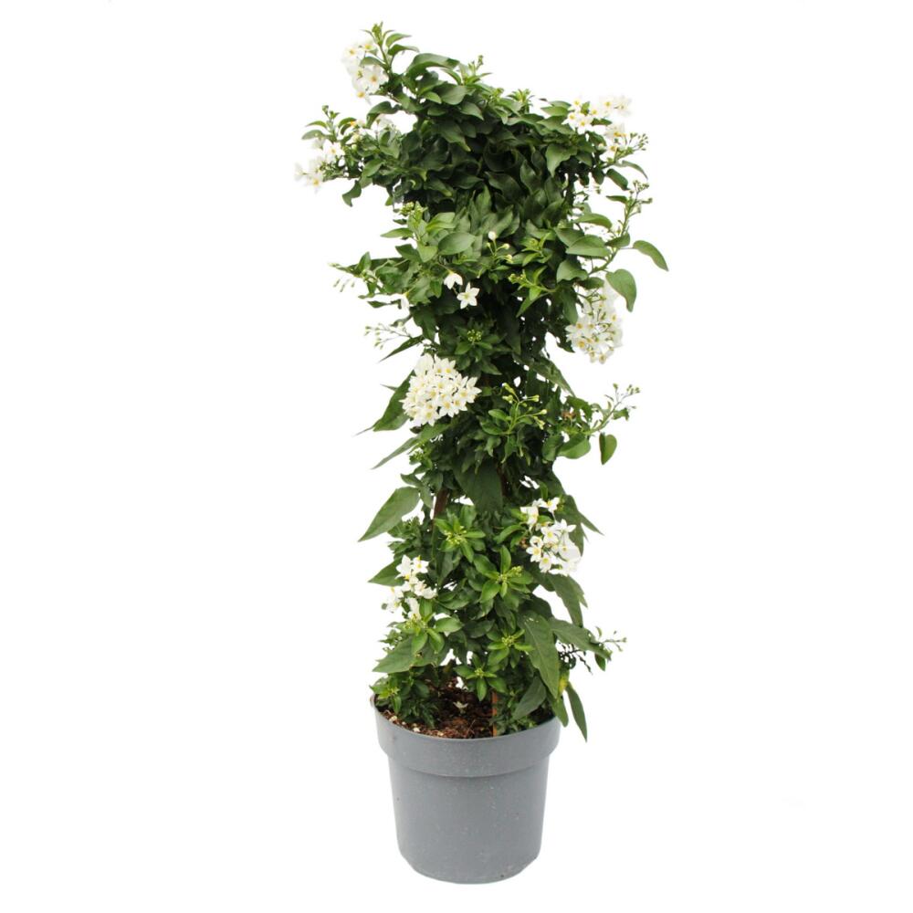 Original shop photograph: Solanum jasminoides - summer jasmine - 19cm pot - approx. 75cm - white