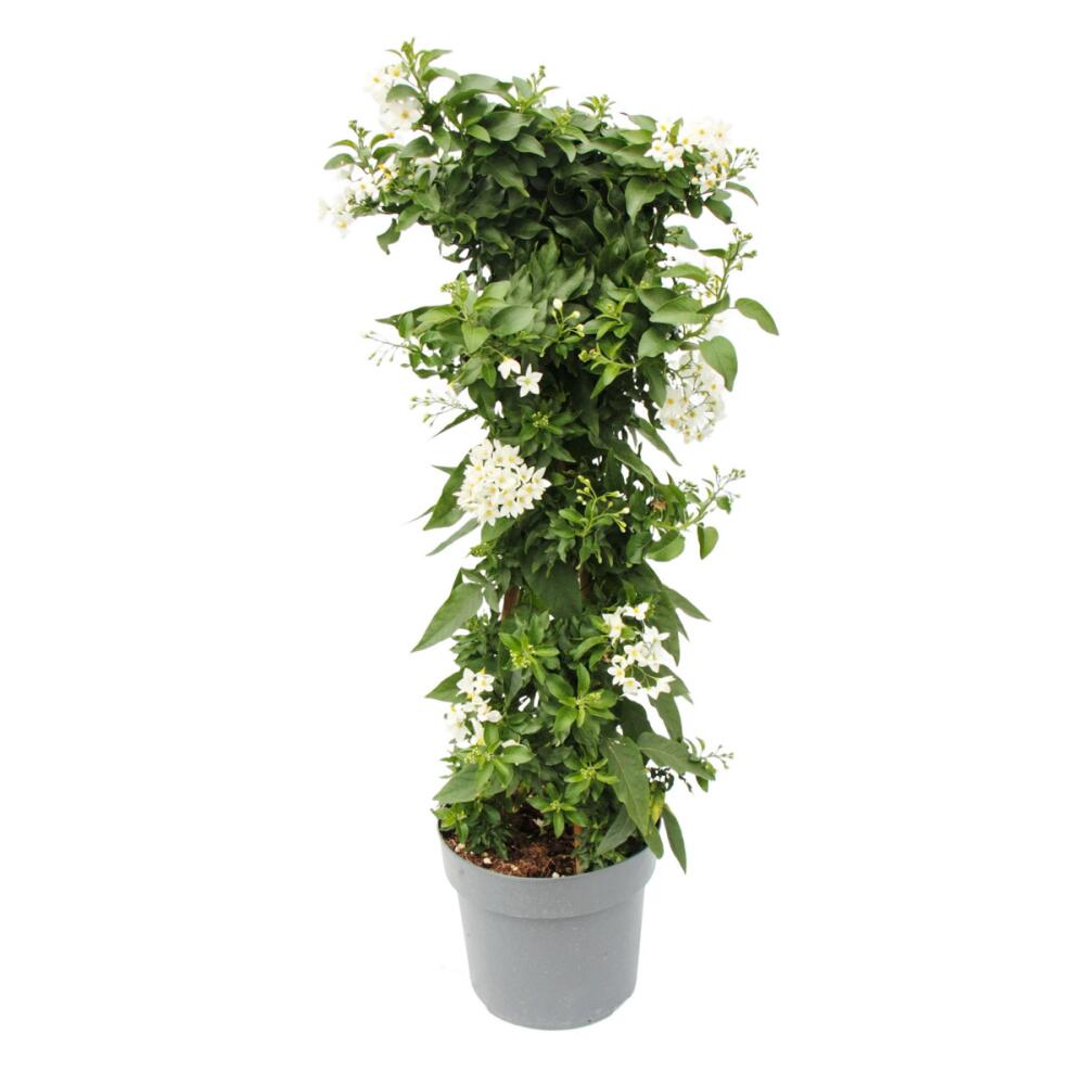 Original shop photograph: Solanum jasminoides - summer jasmine - 19cm pot - approx. 75cm - white