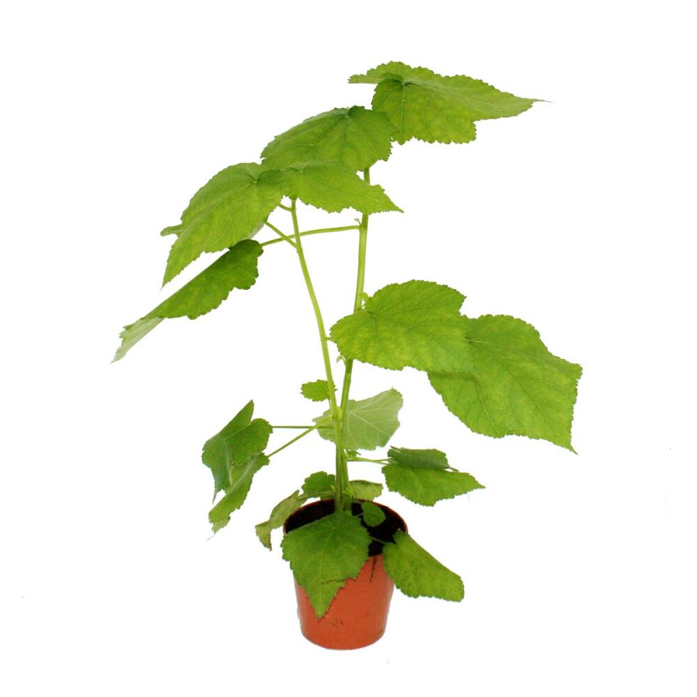 Original-Shopaufnahme: Zimmerlinde - Sparmannia africana - 17cm Topf