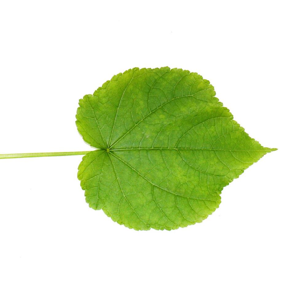 Original-Shopaufnahme: Zimmerlinde - Sparmannia africana - 17cm Topf