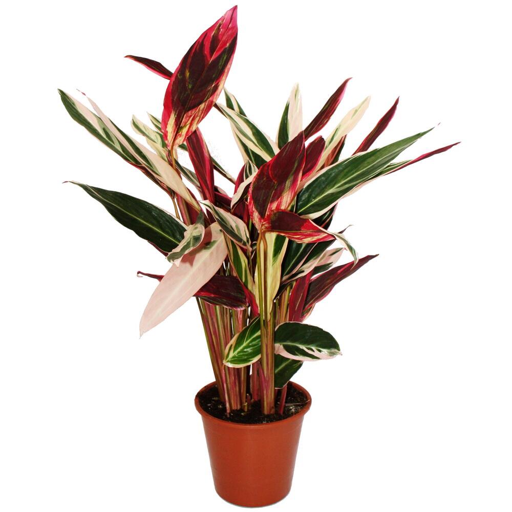 Photo originale de la boutique inchangée : plante d’ombre XXL Calathea insigne « Triostar », Stromanthe sanguinea, pot de 19 cm, environ 70–80 cm de haut