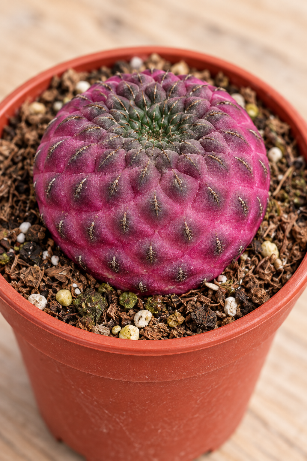 KI-Detailansicht: Sulcorebutia rauschii violacidermis