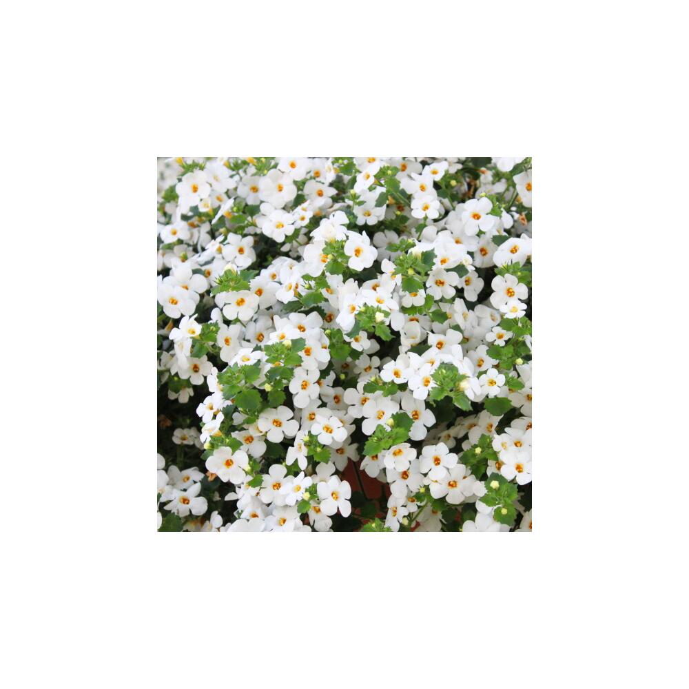Photo originale de la boutique : bacopa blanc - Sutera diffusa - 11cm - lot de 3 plantes