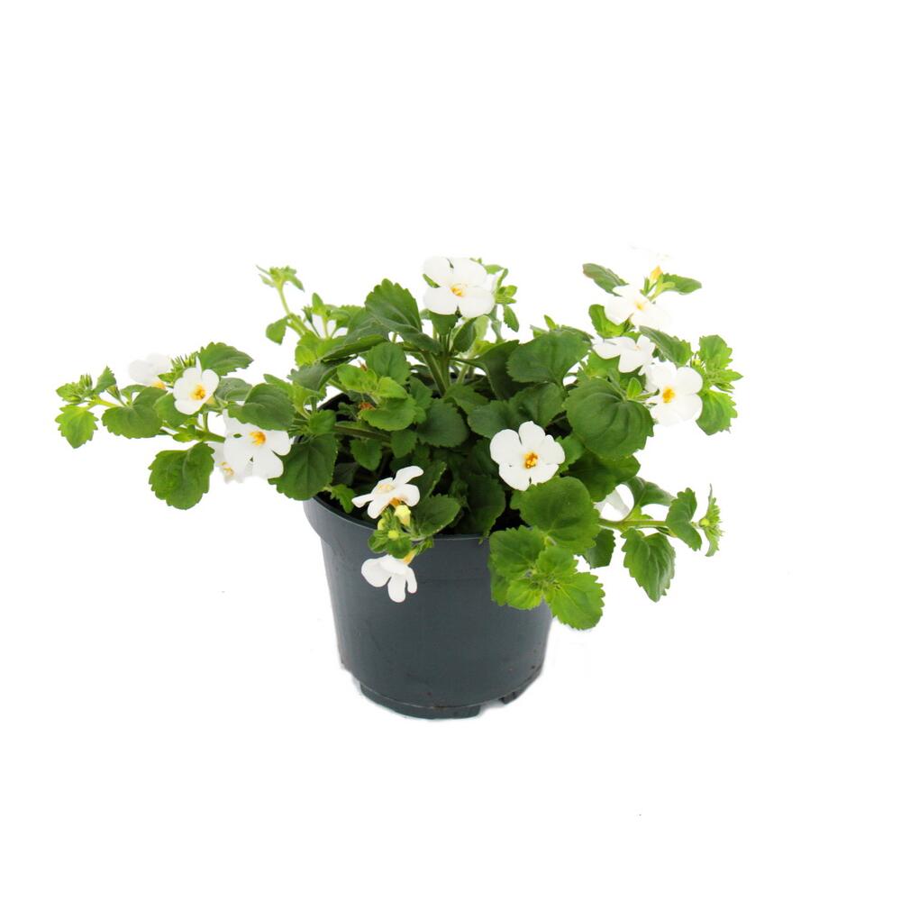 Photo originale de la boutique : bacopa blanc - Sutera diffusa - 11cm - lot de 3 plantes