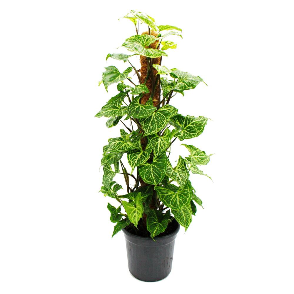 Original-Shopaufnahme: Ausgefallene Rankpflanzen am Moosstab Syngonium purp. 'Batik' Purpurtute ca. 80cm hoch 16cm Topf