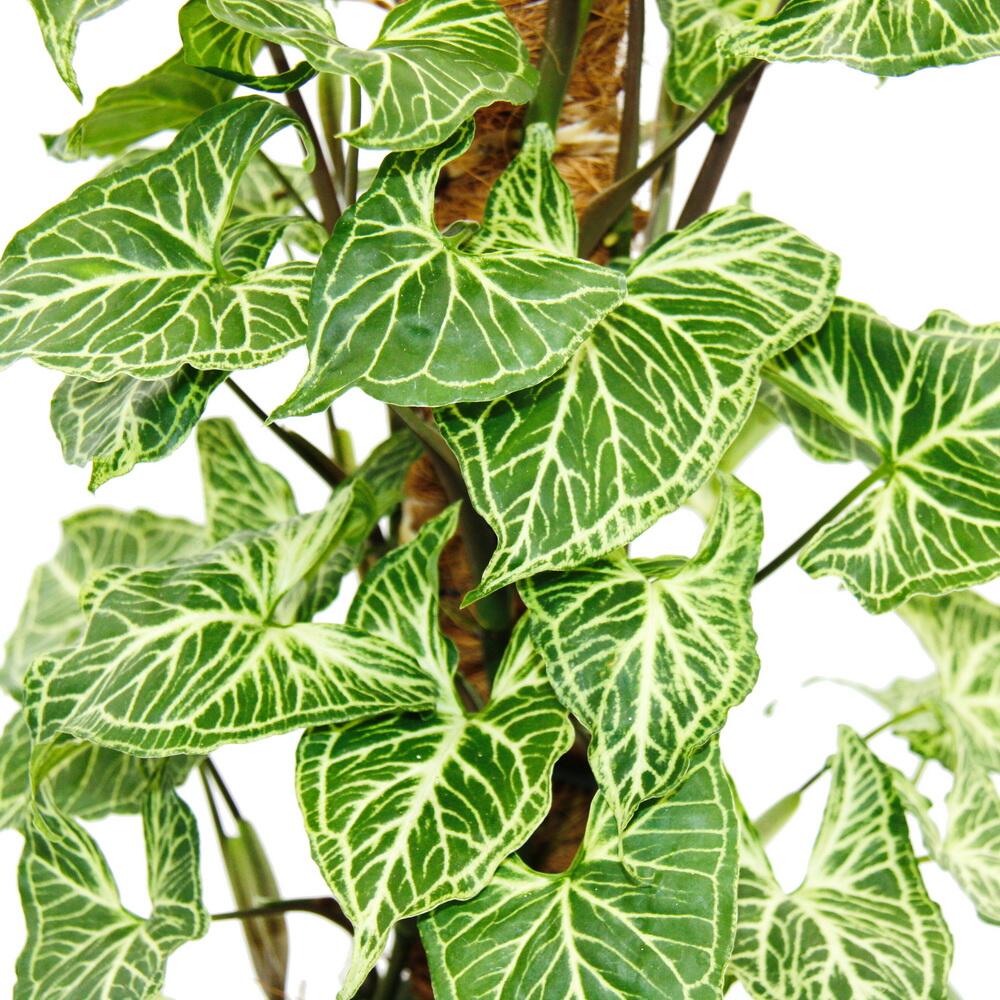 Original-Shopaufnahme: Ausgefallene Rankpflanzen am Moosstab Syngonium purp. 'Batik' Purpurtute ca. 80cm hoch 16cm Topf