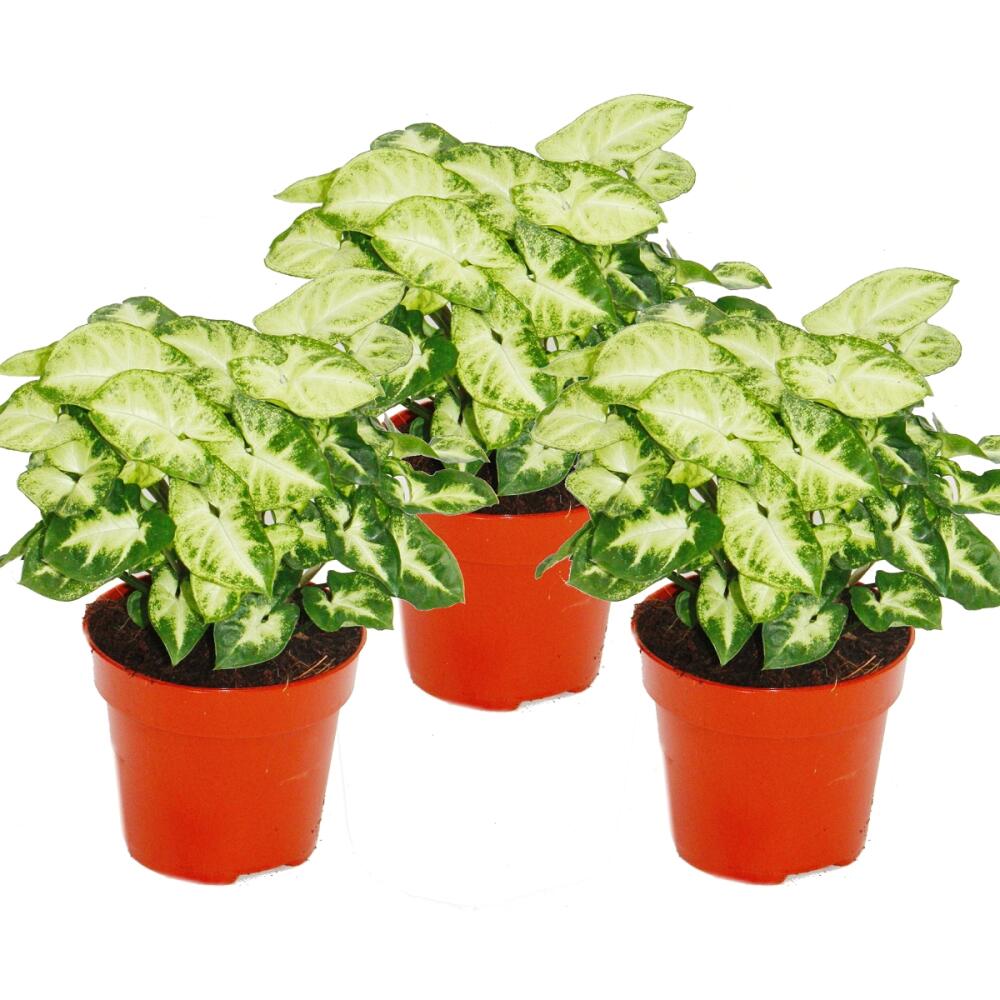Unverändertes Shopfoto von drei jungen Syngonium Pixie in separaten roten Pflanztöpfen