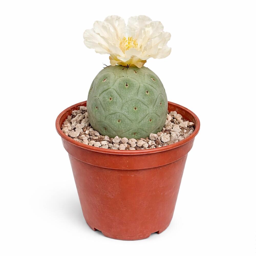 Unchanged original shop view: Tephrocactus geometricus