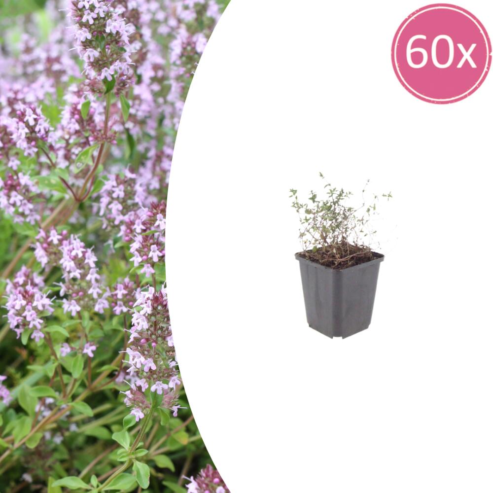 Common thyme – original shop view 1
