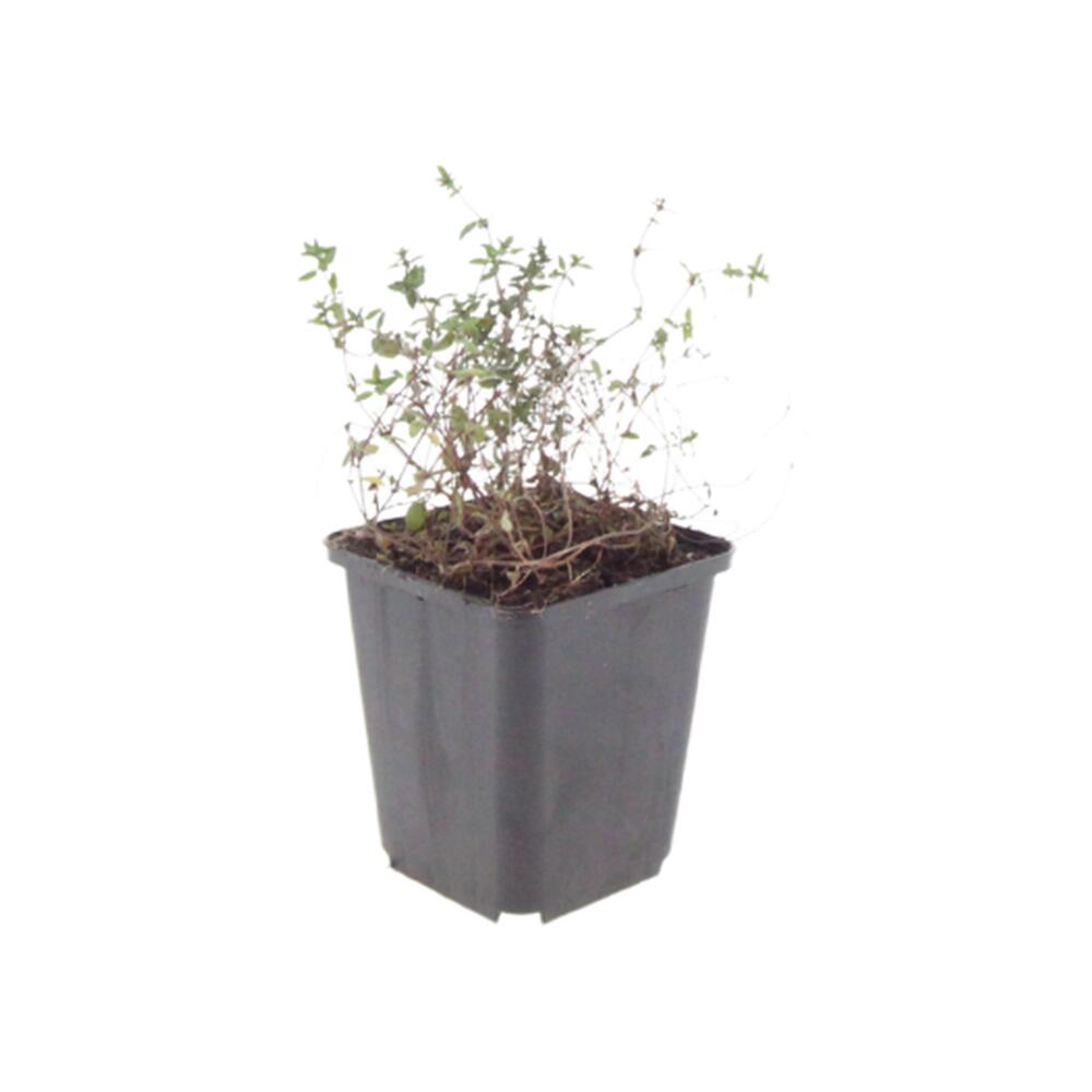 Common thyme – original shop view 2