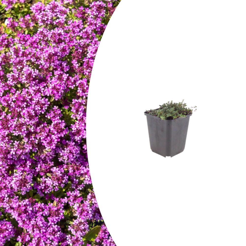 Original-Shopaufnahme: Thymus praecox "Coccineus" - Frühlingsthymian - 9cm Topf - 10-25cm - in versch. Größen