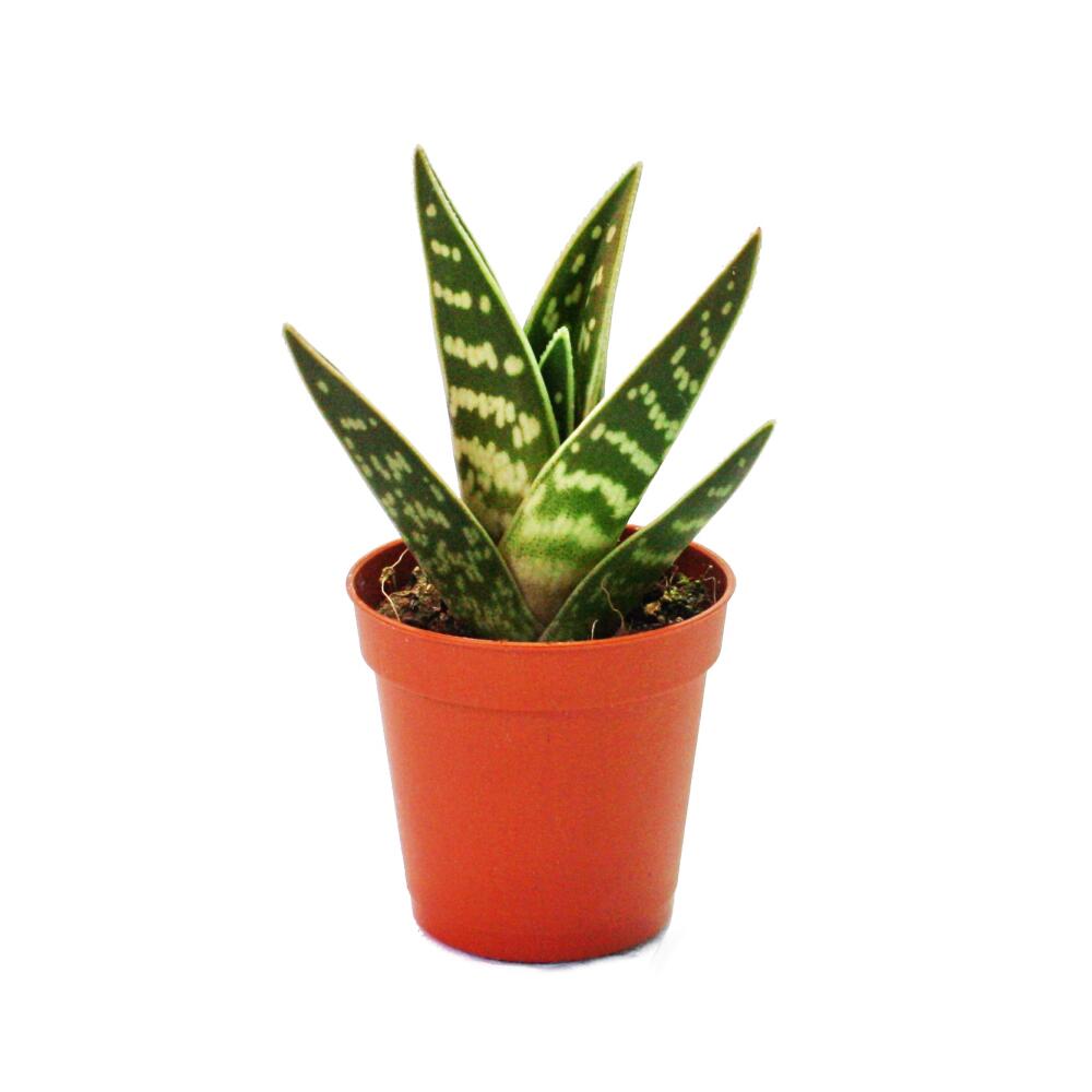 Tiger-Aloe – Original-Shopansicht 1