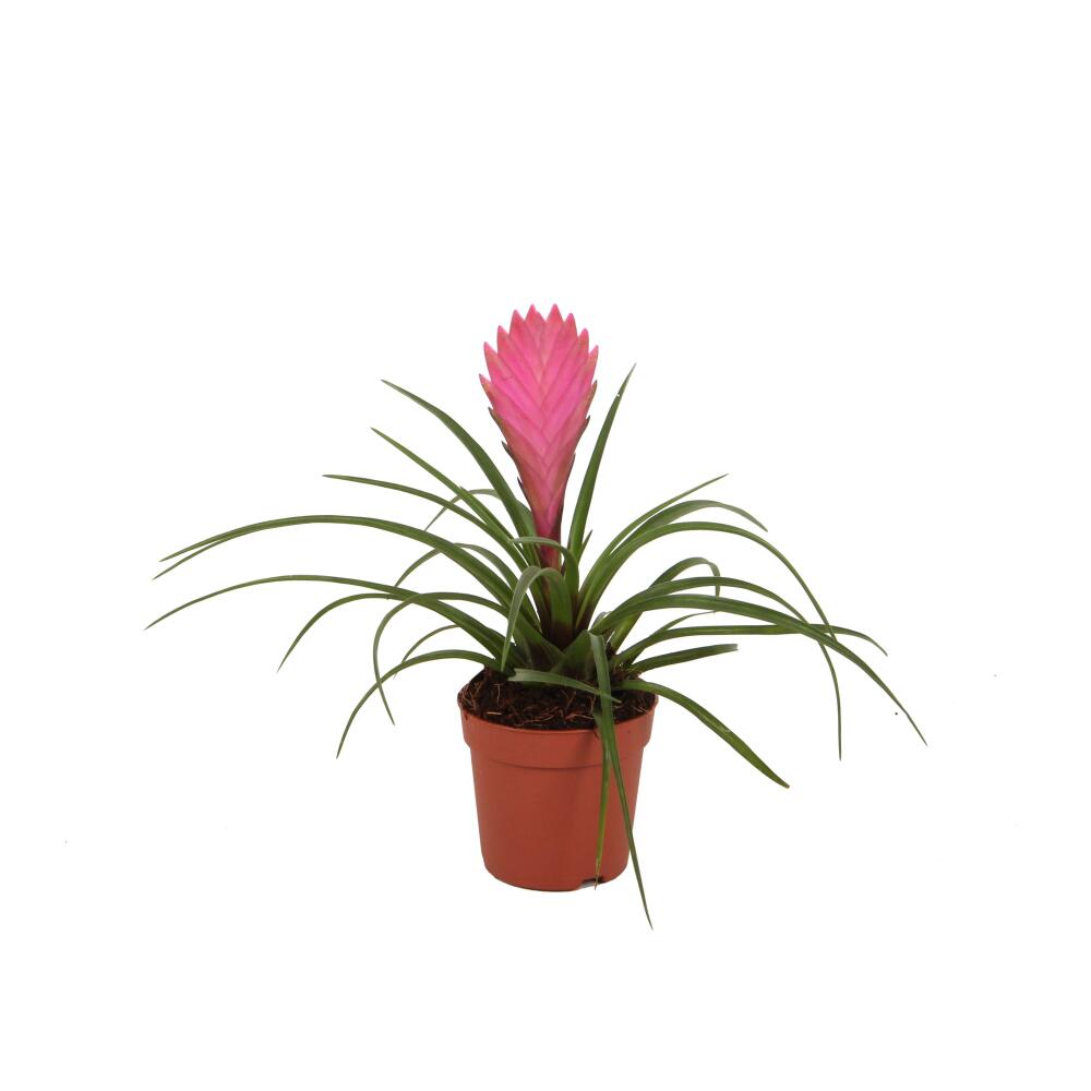 Original-Shopansicht von Wallisia cyanea · Synonym Tillandsia cyanea