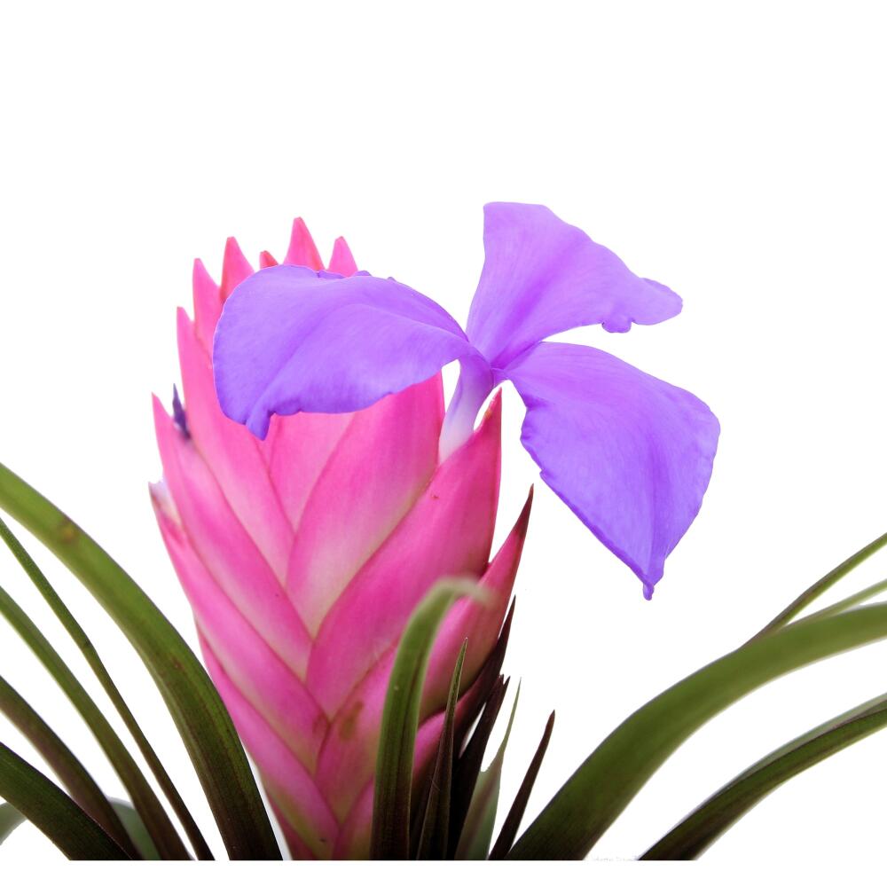 Original-Shopansicht von Wallisia cyanea · Synonym Tillandsia cyanea