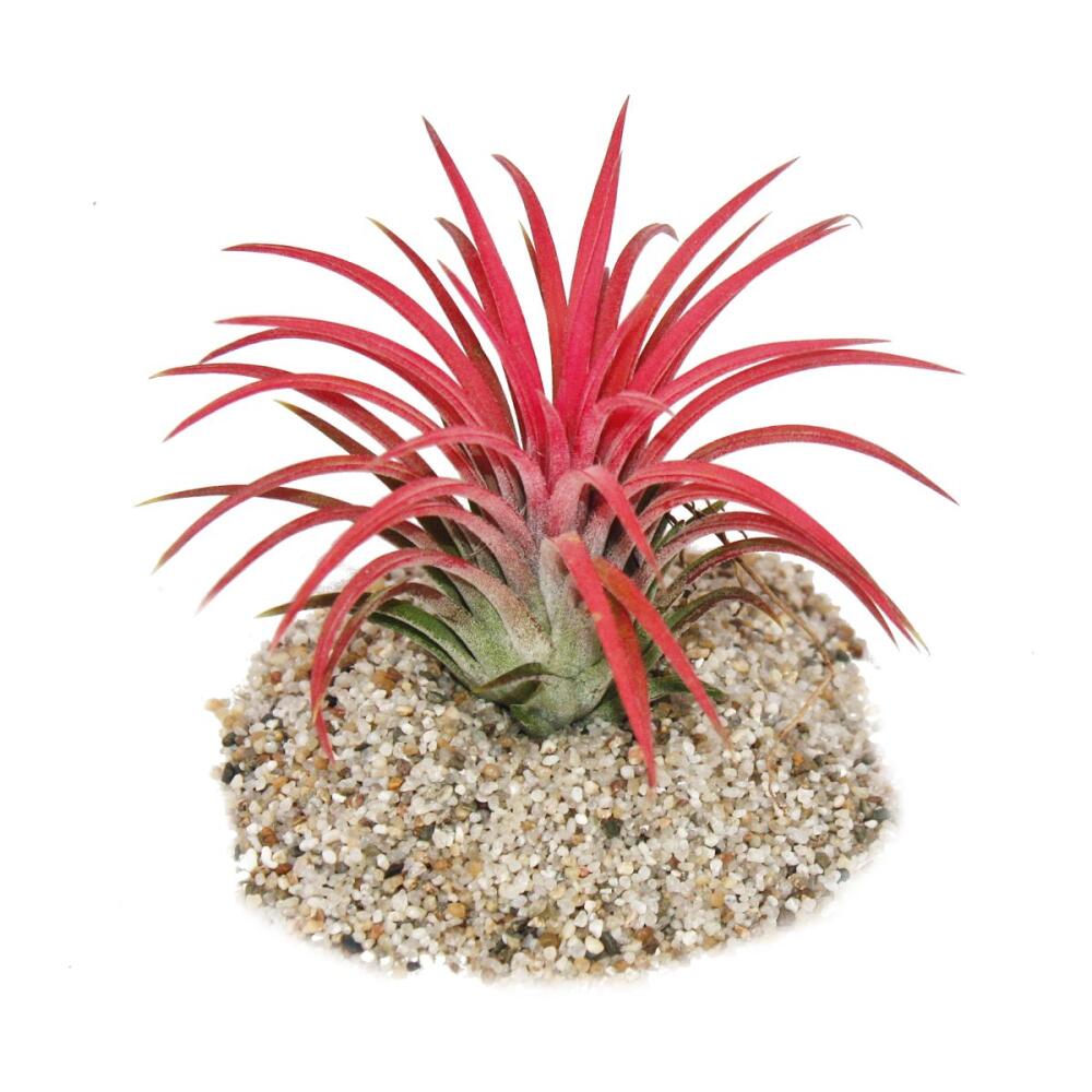 Original propre et inchangé de la Tillandsia ionantha Fire précise