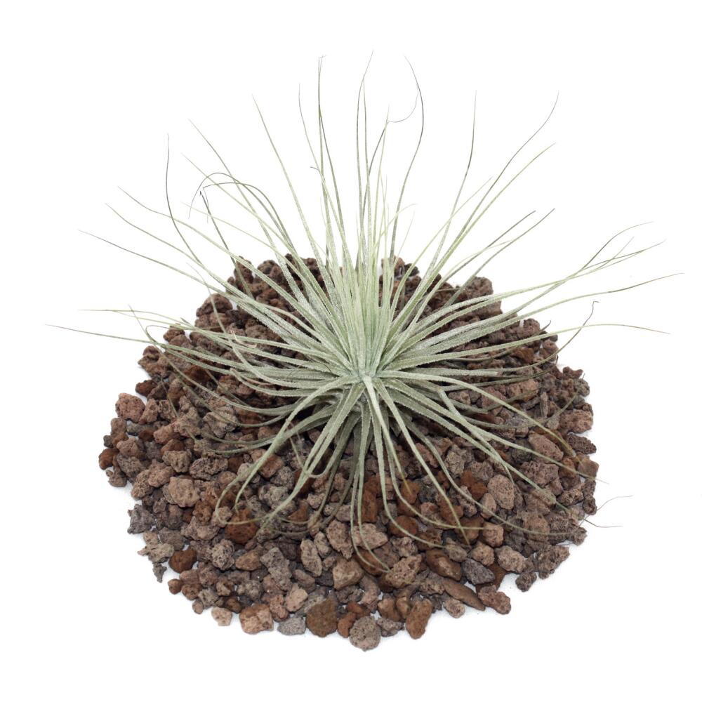 Photo originale de la boutique : Tillandsia magnusiana, plante seule