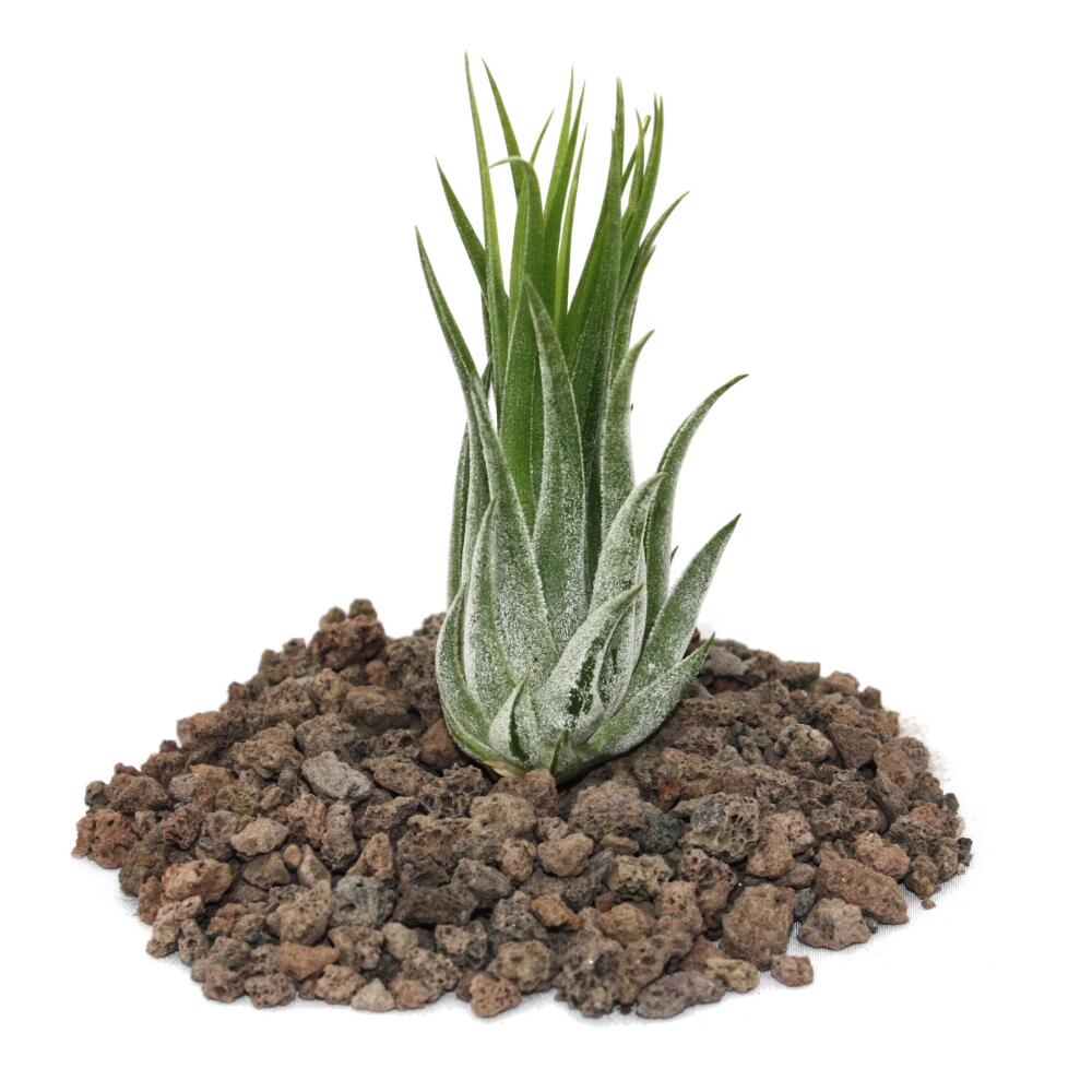 Original-Shopaufnahme: Tillandsia scarposa - lose Pflanze