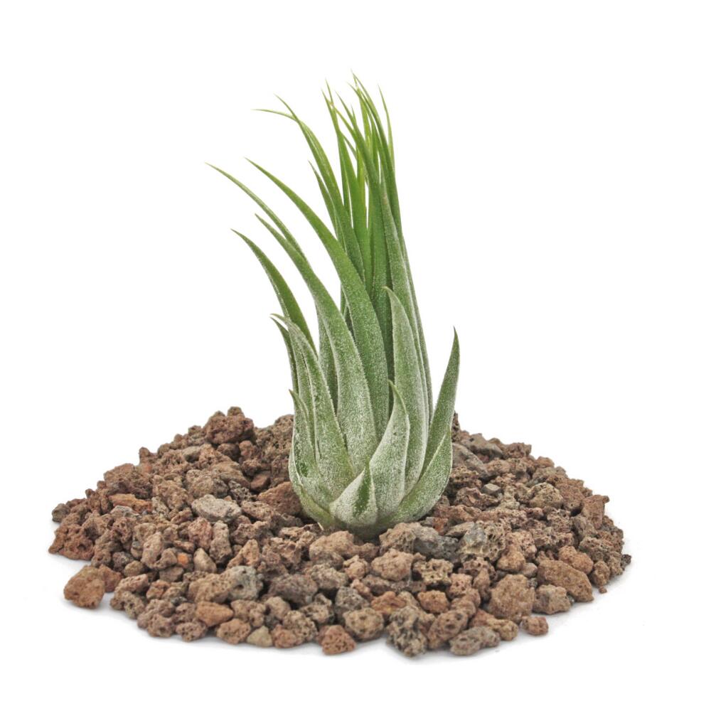 Original-Shopaufnahme: Tillandsia scarposa - lose Pflanze