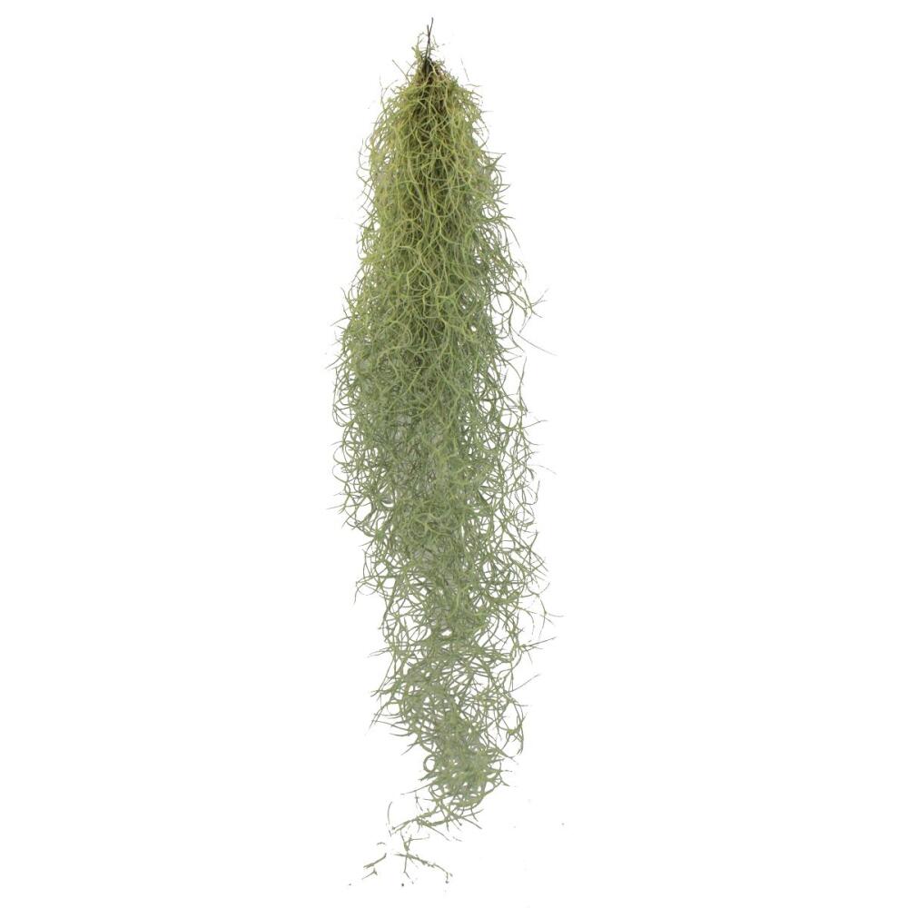 Spanish moss – original shop view 1