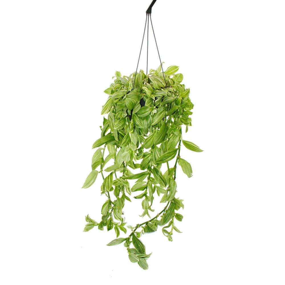 Original-Shopaufnahme: Dreimasterblume Tradescantia fluminensis Ivory Hill mit weiss-bunten Blättern Gottesauge 14cm Ampeltopf mit langen Ranken