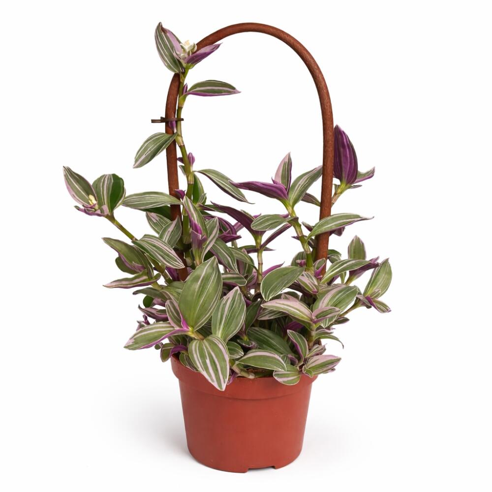 Tradescantia Nanouk – original shop view 1
