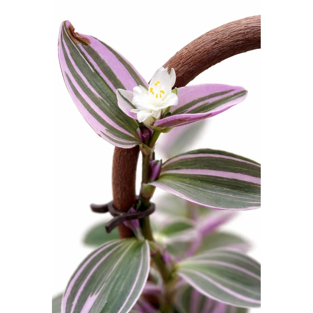 Tradescantia Nanouk – original shop view 2