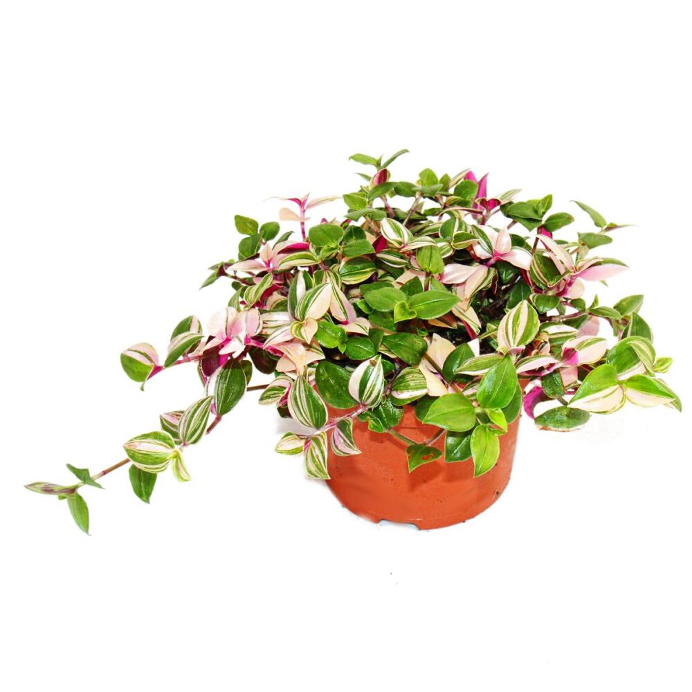 Original-Shopaufnahme: Exotenherz Dreimasterblume Tradescantia quadricolor pflegeleichte hängende Zimmerpflanze 12cm Topf