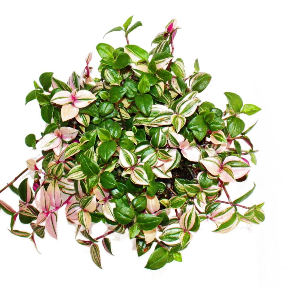Original-Shopaufnahme: Exotenherz Dreimasterblume Tradescantia quadricolor pflegeleichte hängende Zimmerpflanze 12cm Topf
