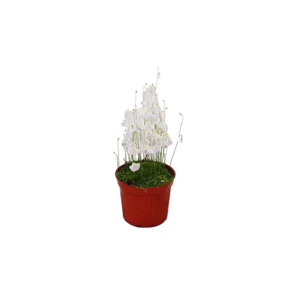 Bladderwort – original shop view 1