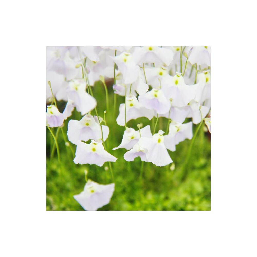 Bladderwort – original shop view 2