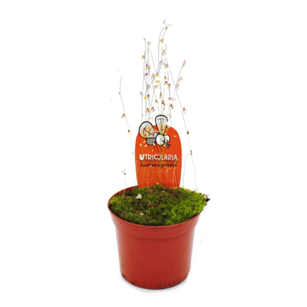 Photo originale : plante carnivore, utriculaire Utricularia parthenopipes, pot de 9cm, rareté