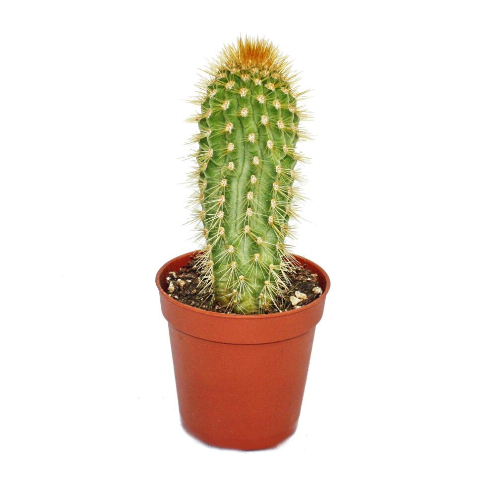 Photo originale de la boutique inchangée : Vatricania guentheri, plante de taille moyenne dans un pot de 8,5 cm
