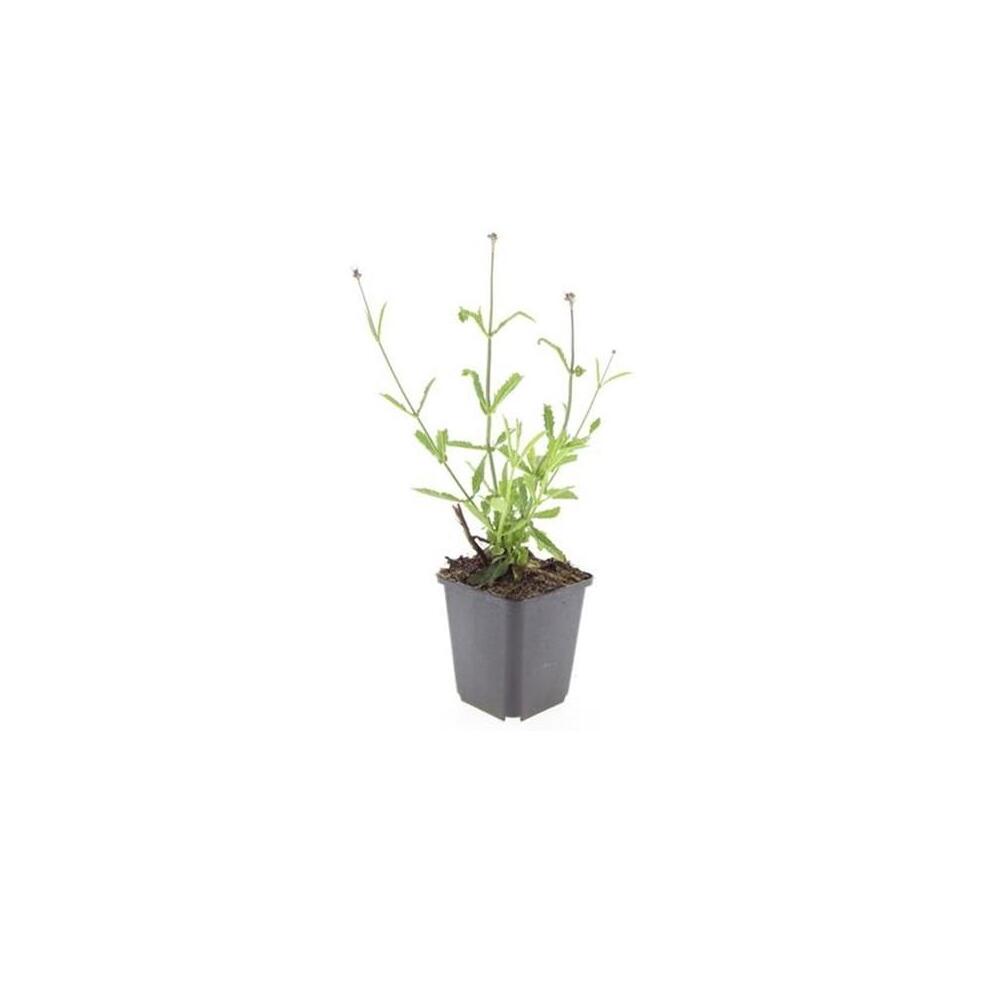 Unveränderte Original-Shopaufnahme: Zierstaude - Eisenkraut - Verbena bonariensis 'Lollipop' - 9cm Topf
