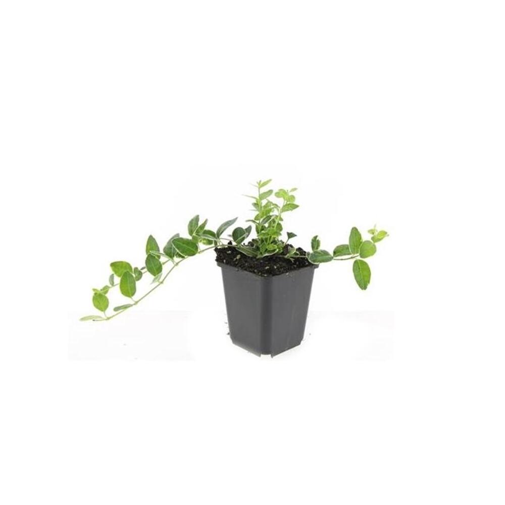 Kleines Immergrün Argenteovariegata als junge, blütenlose Pflanze im schwarzen 9-cm-Kulturtopf auf sauberem Original-Shopfoto