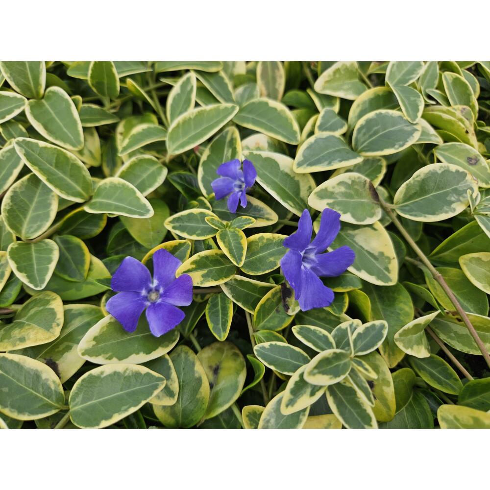 Unveränderte Original-Shopaufnahme: Bodendecker - Kleinblättriges Immergrün - Vinca minor 'Blue and Gold' - 9cm Topf
