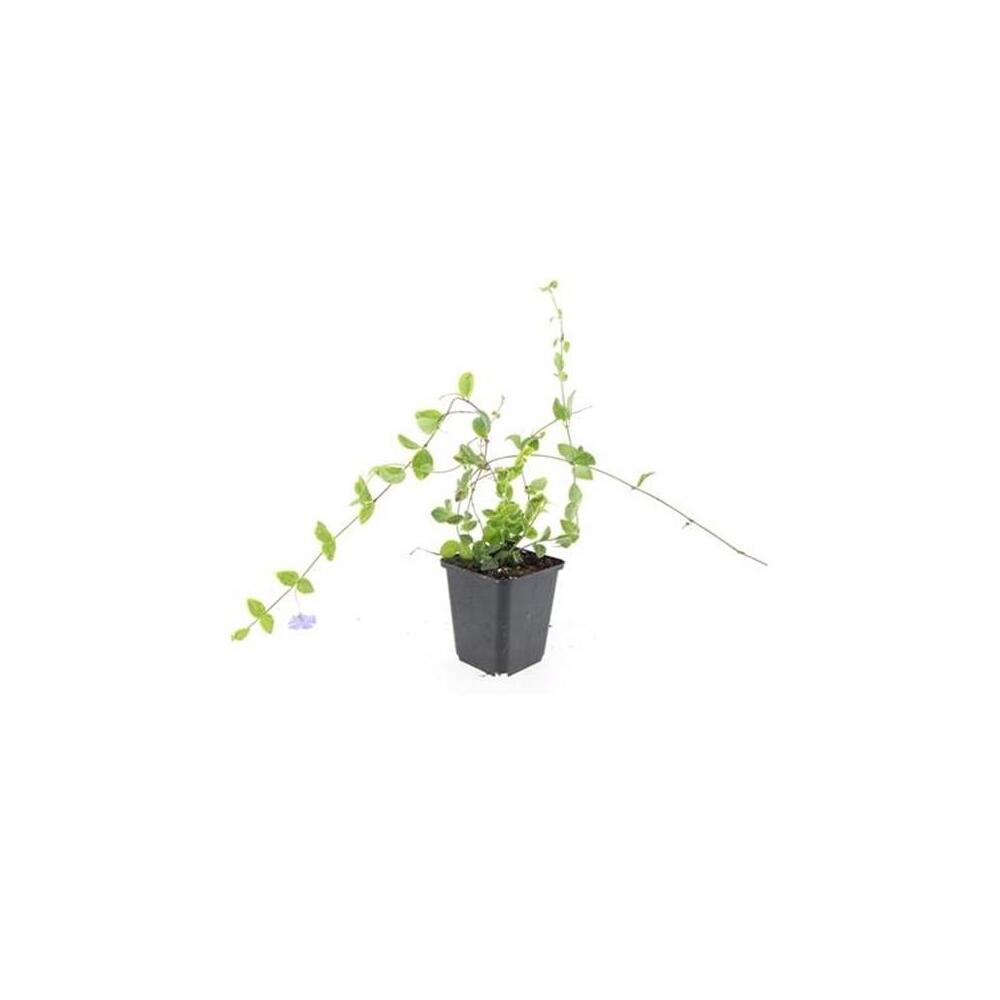 Unveränderte Original-Shopaufnahme einer jungen Pflanze: Vinca minor 'Blue and Gold'