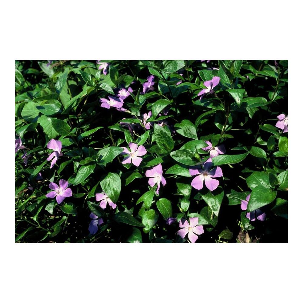 Unveränderte Original-Shopaufnahme: Bodendecker - Großblättriges Immergrün - Vinca major - 9cm Topf