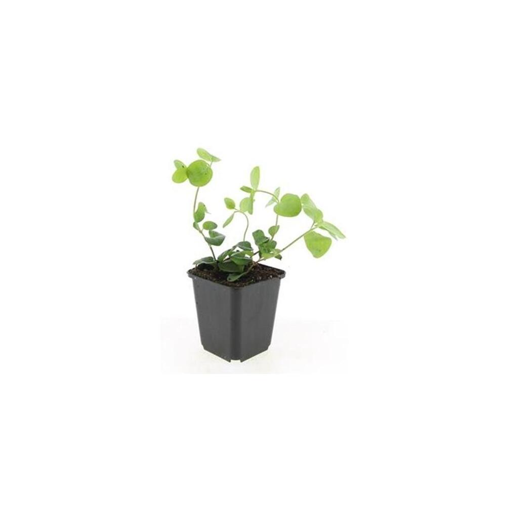 Unveränderte Original-Shopaufnahme: Vinca major
