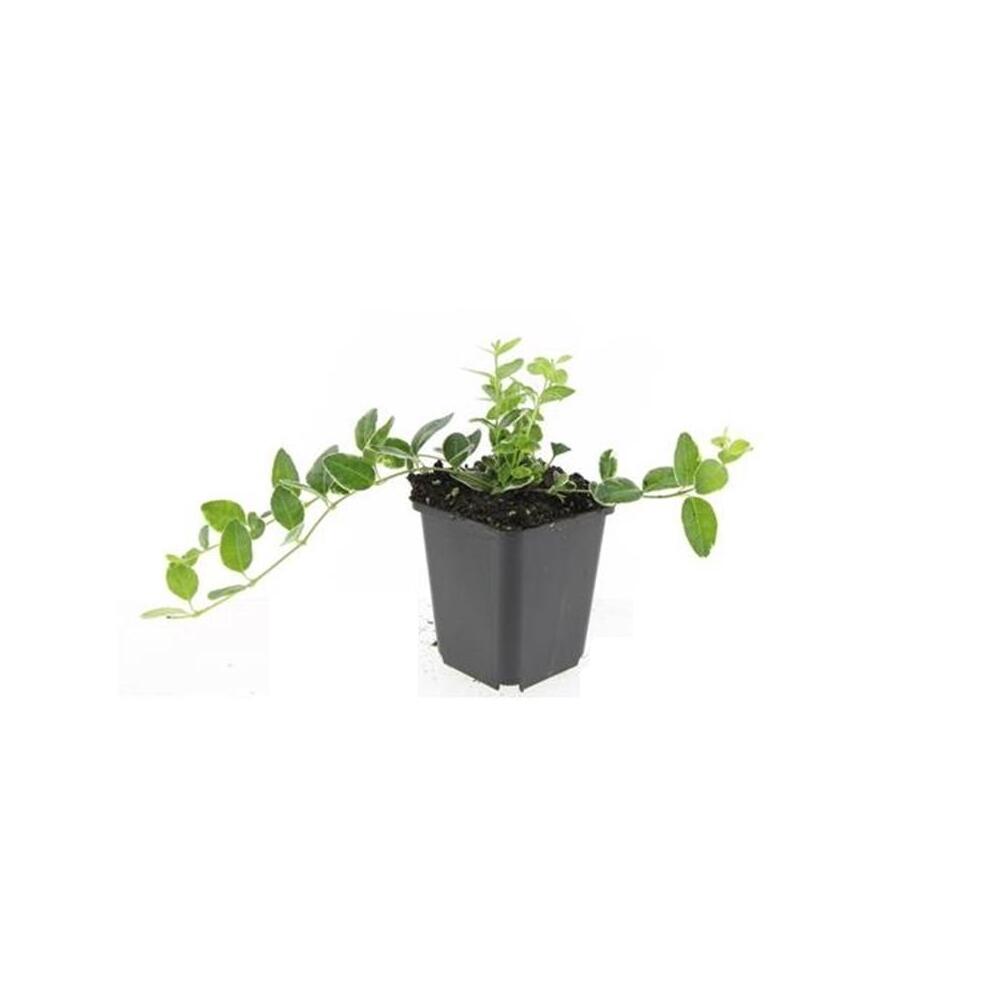 Unveränderte Original-Shopaufnahme: Bodendecker - Kleinblättriges Immergrün - Vinca minor 'Ralph Shugert' - 9cm Topf