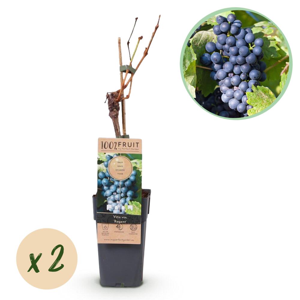 Vigne Regent – vue originale de la boutique 1