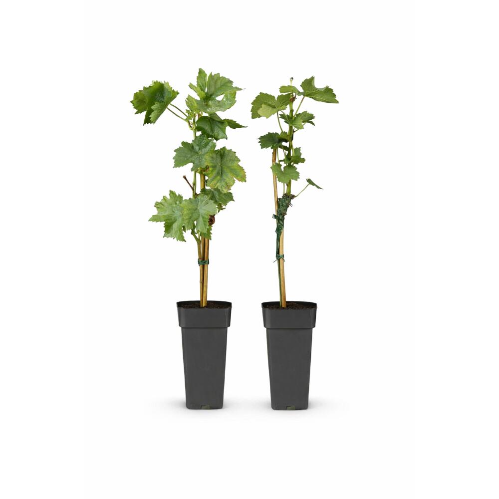 Vigne Regent – vue originale de la boutique 2