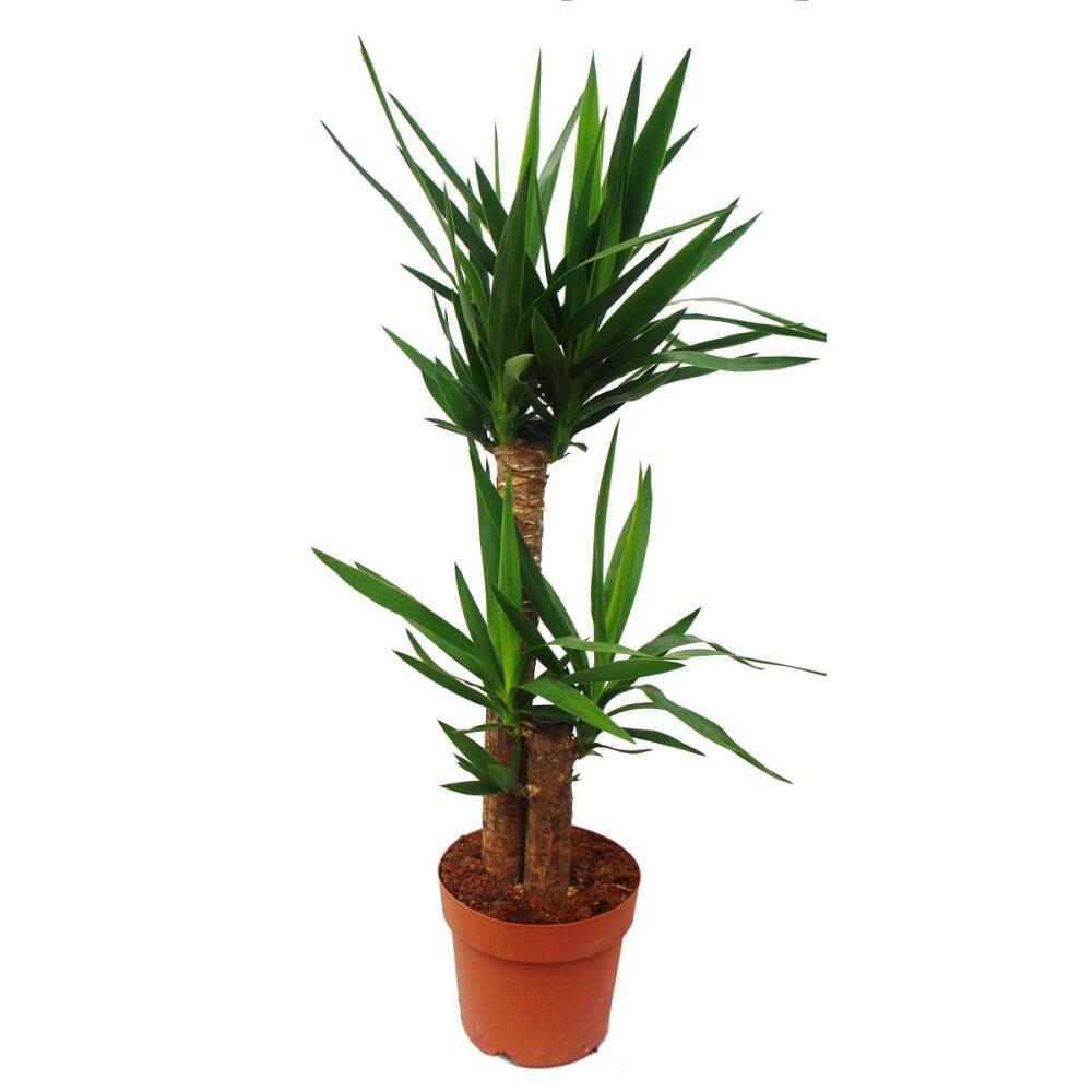 Yucca – original shop view 1