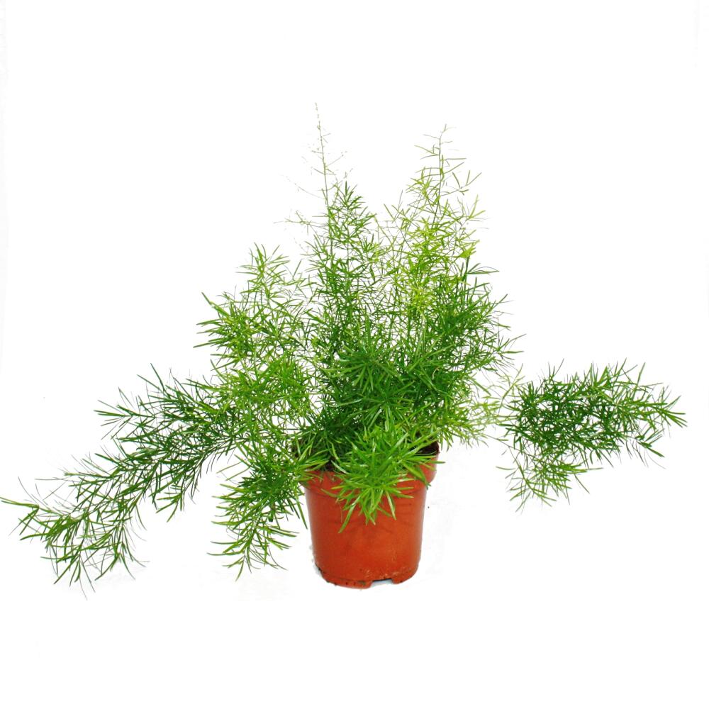 Zierspargel Sprengeri – Original-Shopansicht 1