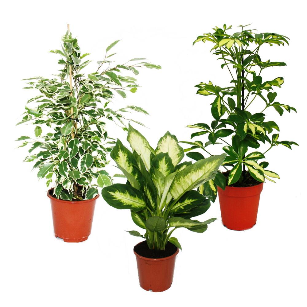 Original-Shopaufnahme: Zimmerpflanzen-Trio Weißbunt Set mit 3 versch. panaschierten Pflanzen Dieffenbachia Schefflera Ficus