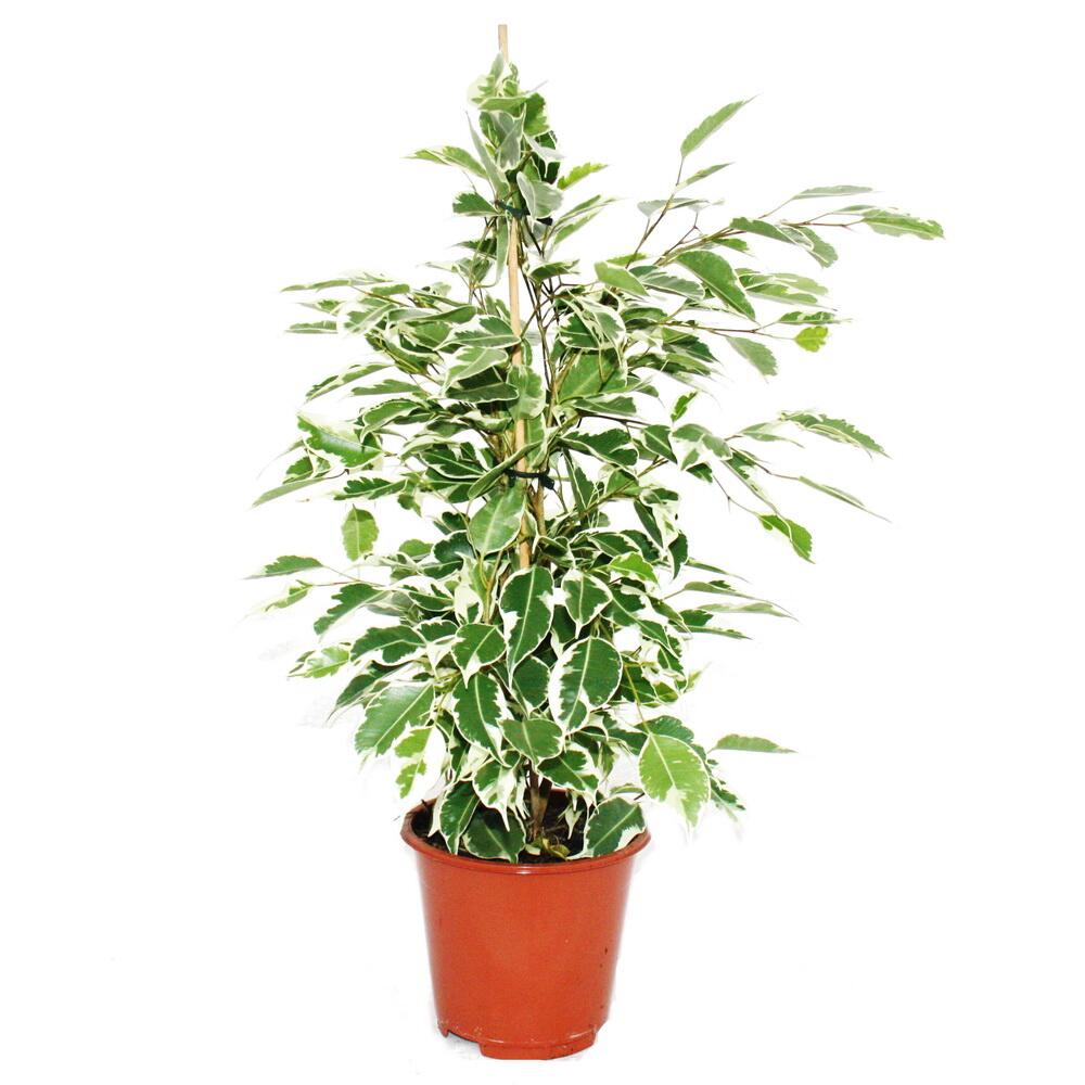 Original-Shopaufnahme: Zimmerpflanzen-Trio Weißbunt Set mit 3 versch. panaschierten Pflanzen Dieffenbachia Schefflera Ficus